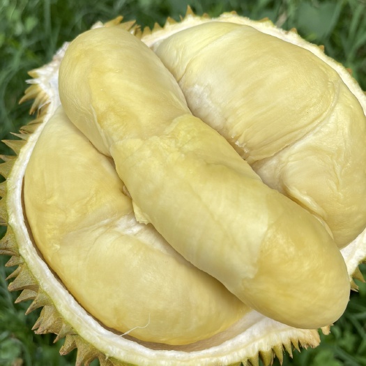 昆明泰国新鲜金枕榴莲A果8-9斤1个包4房