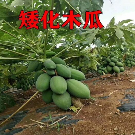灵山县红心木瓜苗  大青红肉水果木瓜苗，叶色青秀，带源装杯发货！