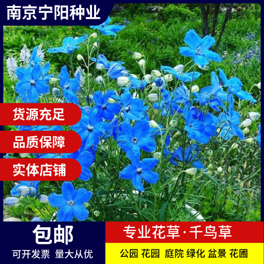  千鸟草种子小飞燕草种子耐寒喜干燥为切花保持较长花期如千鸟飞翔