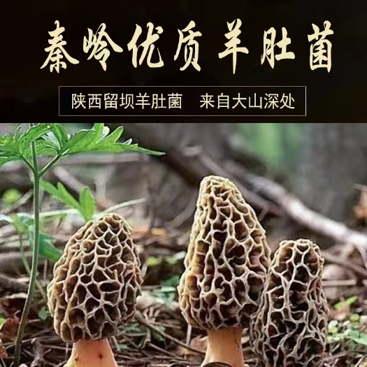 羊肚菌秦岭深山纯野生精品羊肚菌精选优质羊肚菌干货批发保质保量
