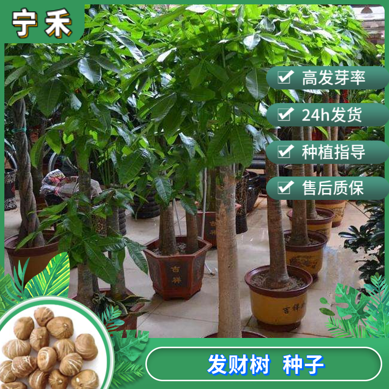 南京发财树种子 送礼室内绿植盆栽花卉 新鲜新采饱满净种子