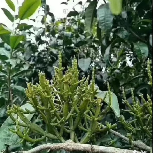 云县螃蟹脚 茶树上的寄生草