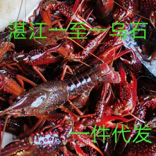 雷州市小龙虾中青