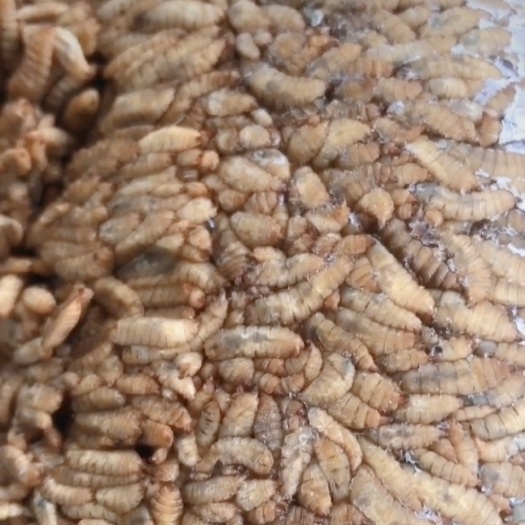 博罗县黑水虻冻虫