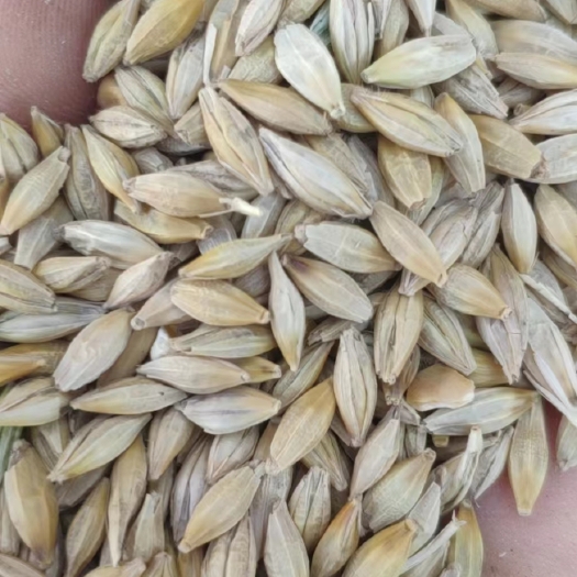 襄樊【优质大麦】   新上市大麦，物美价廉，产地直发。