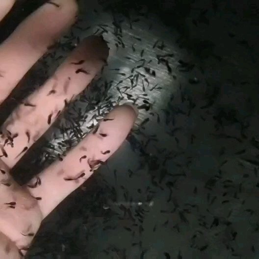 牛蛙苗