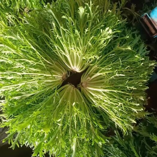 新民市辽宁精品苦菊产地直发，油麦菜，生菜。自产自营。常年供货