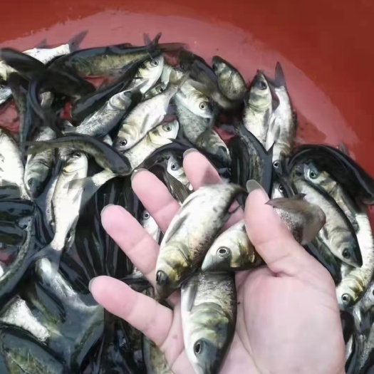 南宁大头鱼鱼苗