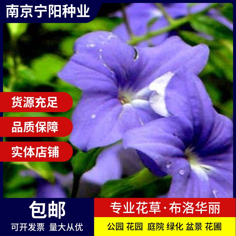 南京紫罗兰种子 布洛华丽种子 美丽紫水晶 制作切花插花 蓝英花种子