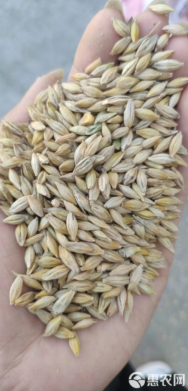 【优质大麦】   新上市大麦，物美价廉，产地直发。