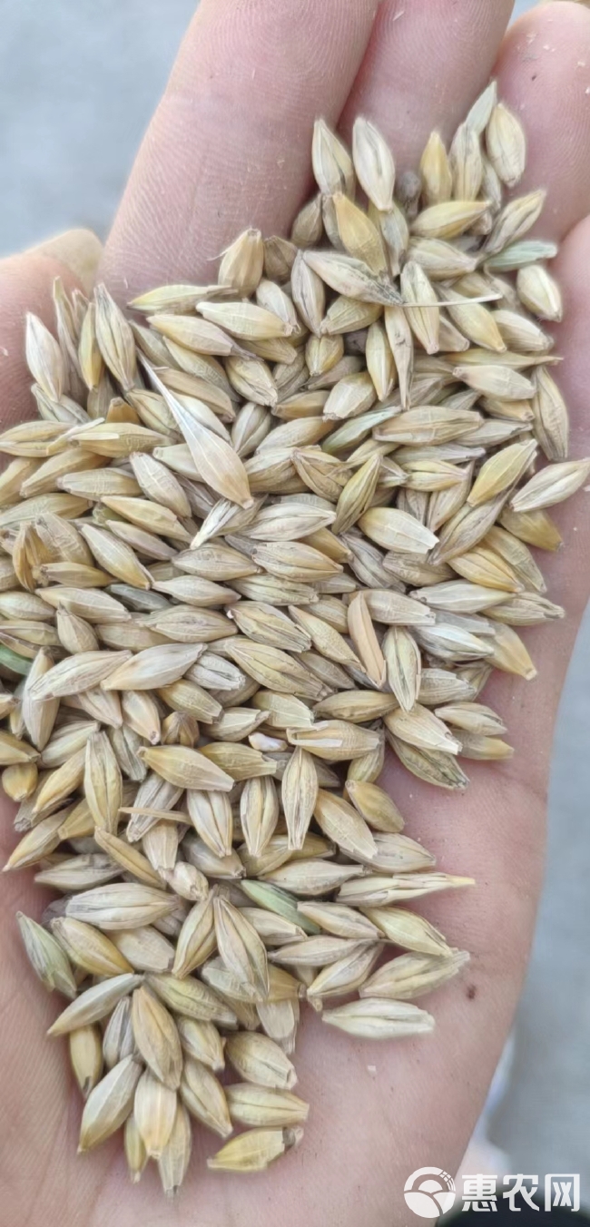 【优质大麦】   新上市大麦，物美价廉，产地直发。