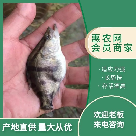 洪湖本地土塘养殖桂鱼苗，(鳜鱼苗)(桂花鱼苗)鱼苗适应性强！