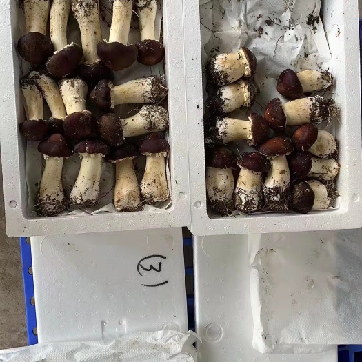贵阳赤松茸