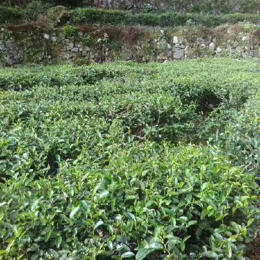梅州 自家丰产期茶园出租出售