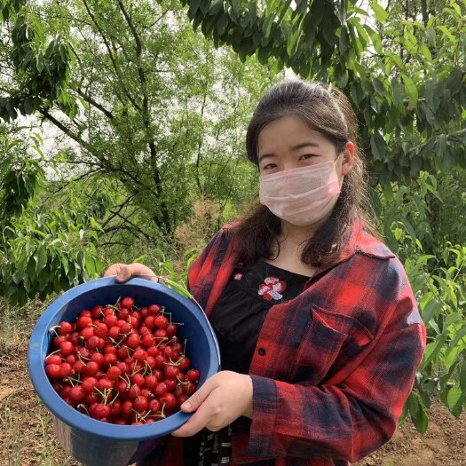 石家庄萨米脱樱桃
