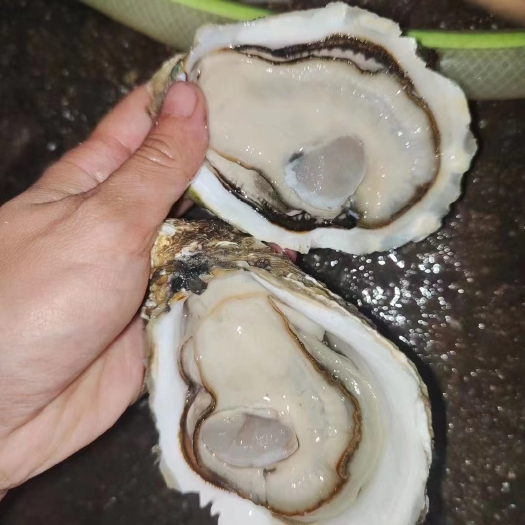 湛江三倍体生蚝 湛江，台山，广西，净化三倍体，可开边，全国发货！