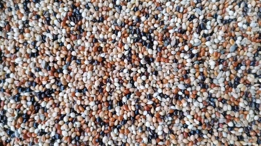 中牟县混合黍子 优质黍子 优质鸽粮鸟粮 枕头填充物黍