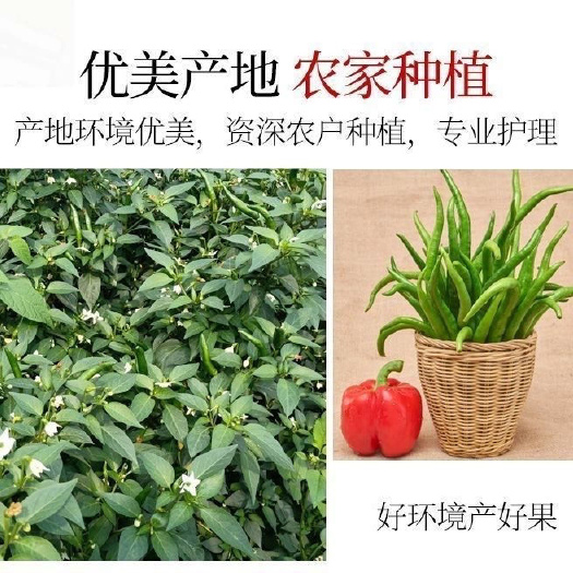 浦北县新鲜薄皮青线椒线椒蔬菜批发现摘现发尖椒辣椒青椒二荆条产地直发
