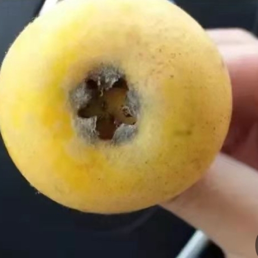 苏州皮薄肉嫩，入口即化。