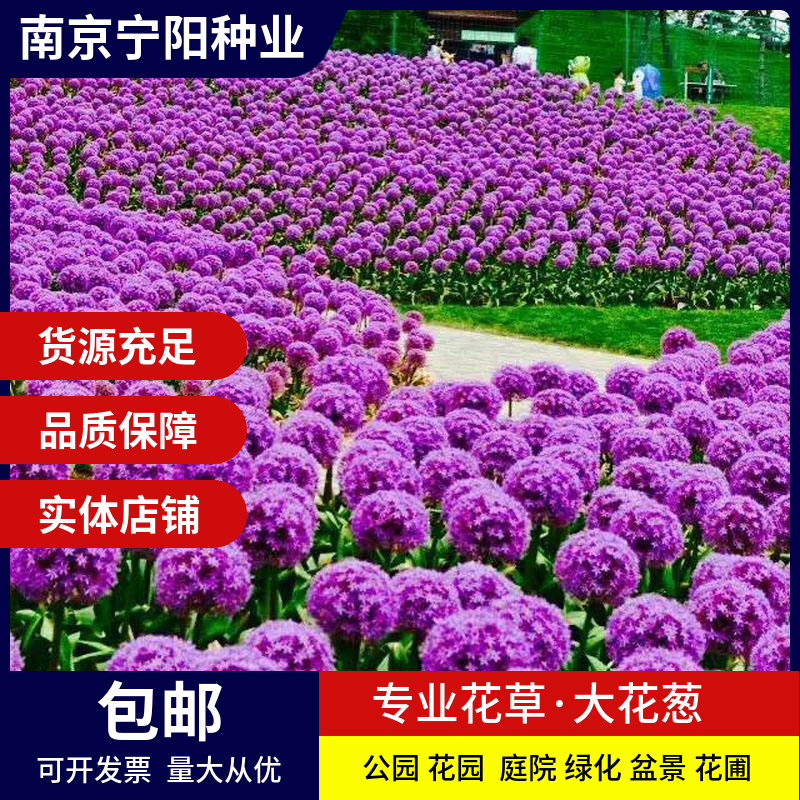 南京 大花葱种子多年生花卉绿植盆栽庭院花园植物花种子硕葱花种籽孑