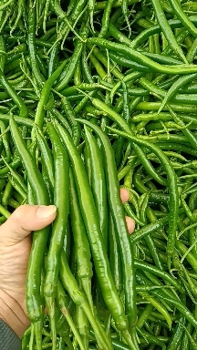 灵山县广西精品辣椒，货靓价低，产地直供！需要请联系我