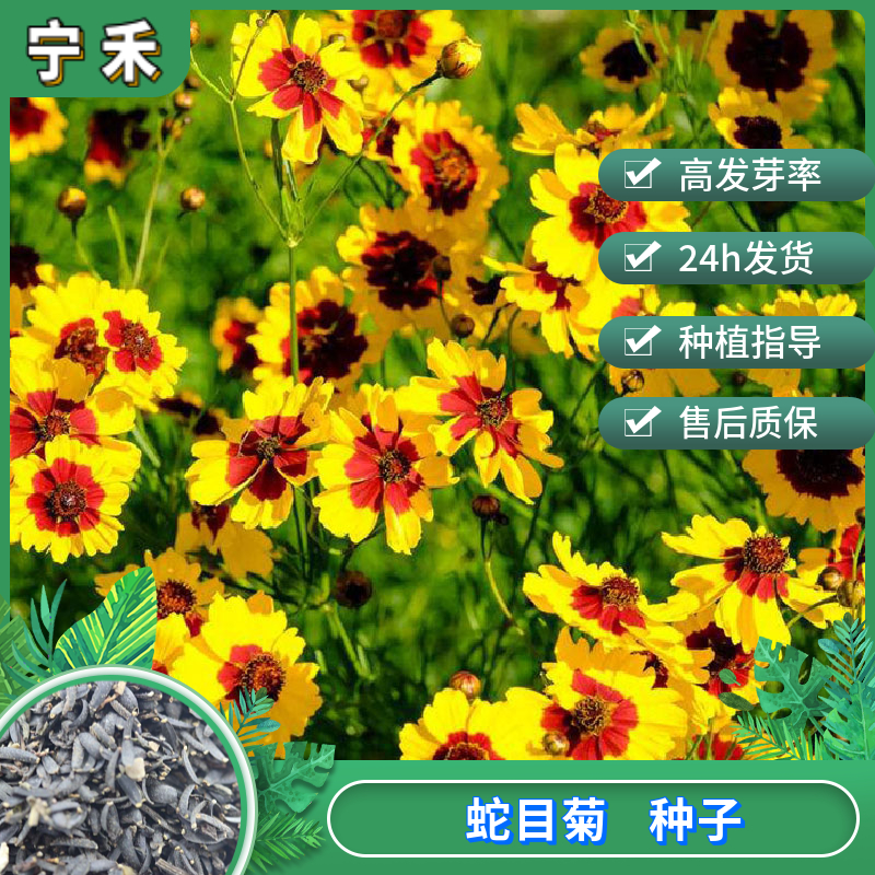 南京黄春菊种子 蛇目菊种子 天山雪菊昆仑雪菊种子 四季耐寒盆栽