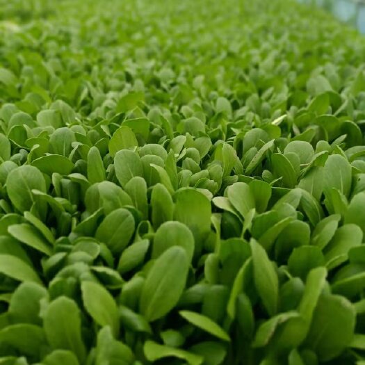 上海 鸡毛菜