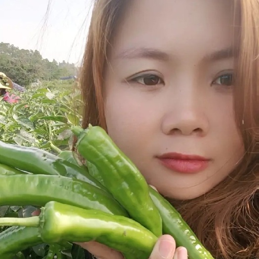 博白县罗线椒，大量有货！质量保证，可以实地选货，提供回程车