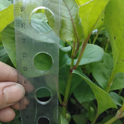 垫江高产驯化虎杖苗，基地直发，免费提供技术支持