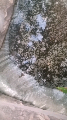 牛蛙苗
