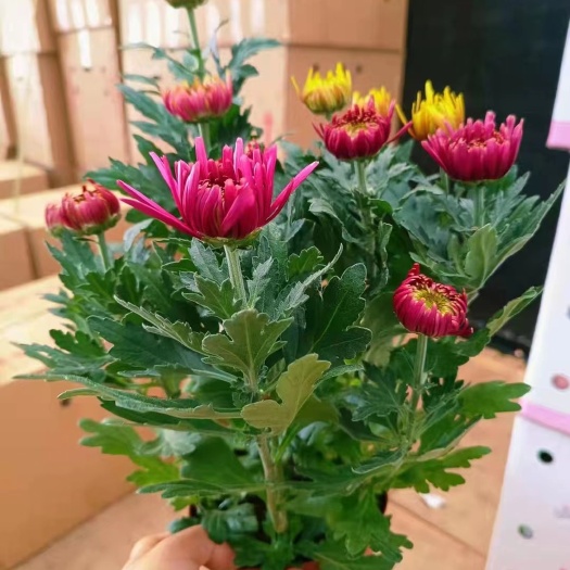 昆明图拉
