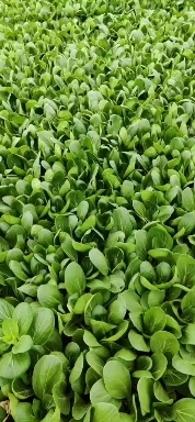 曹县精品大棚上海青，货源充足