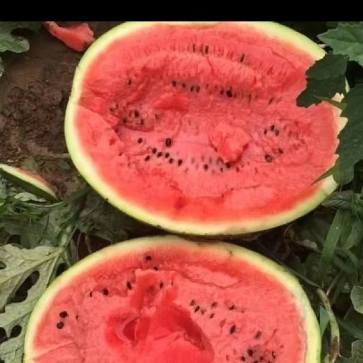 莒县山东西瓜，产地直销货源充足，保质保量可全国发货