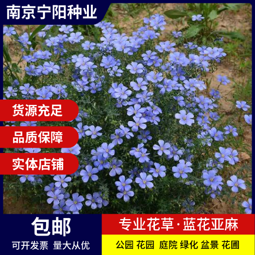 蓝花亚麻种子盆栽花卉种子阳台庭院花种子蓝亚麻花籽花海庭园造景