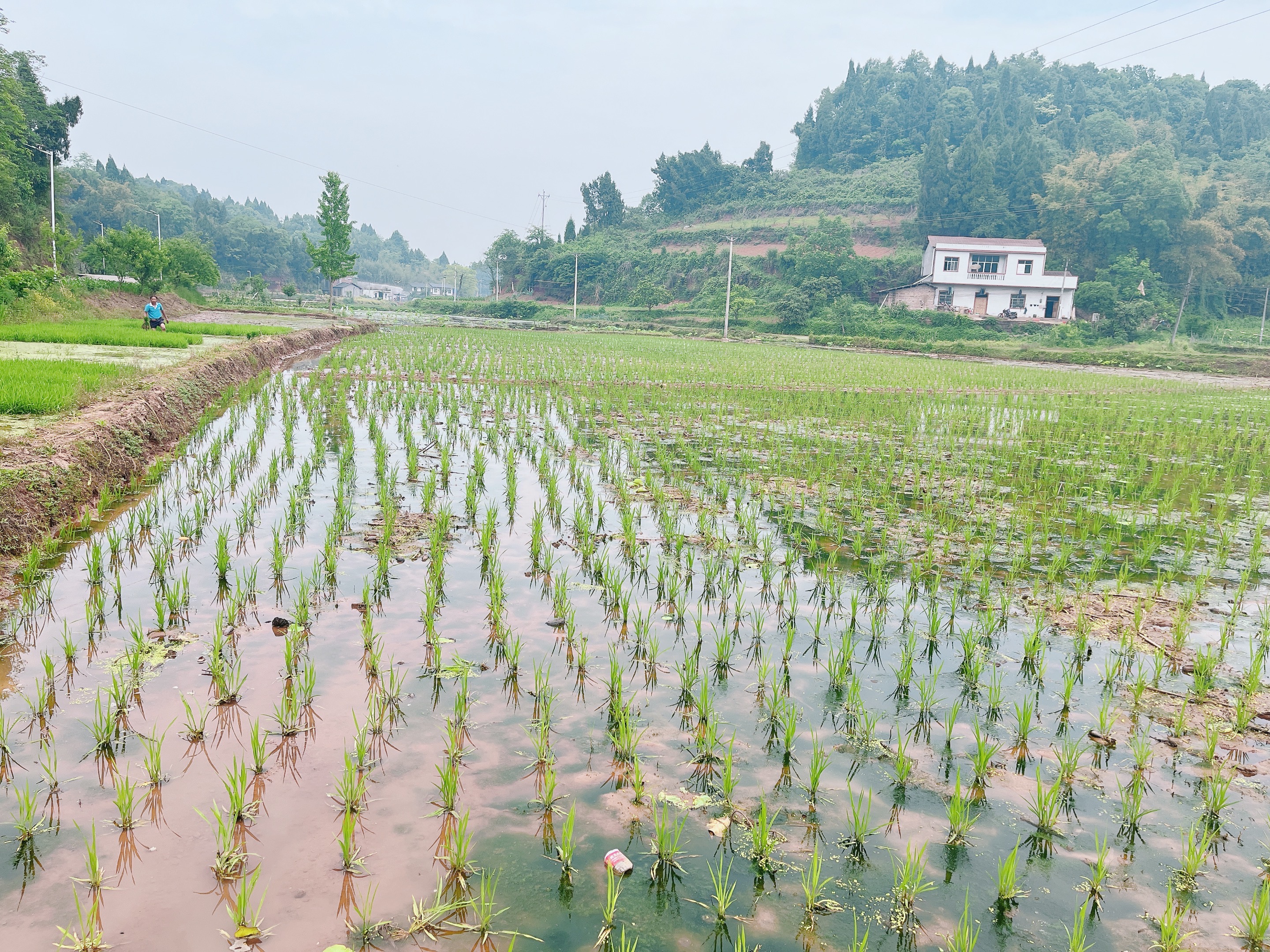 重庆市荣昌区300亩基本农田，水源丰富，交通便利