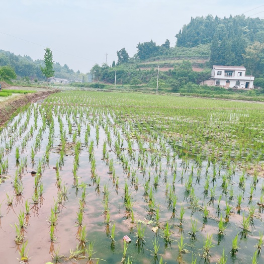 重庆市重庆市荣昌区300亩基本农田，水源丰富，交通便利