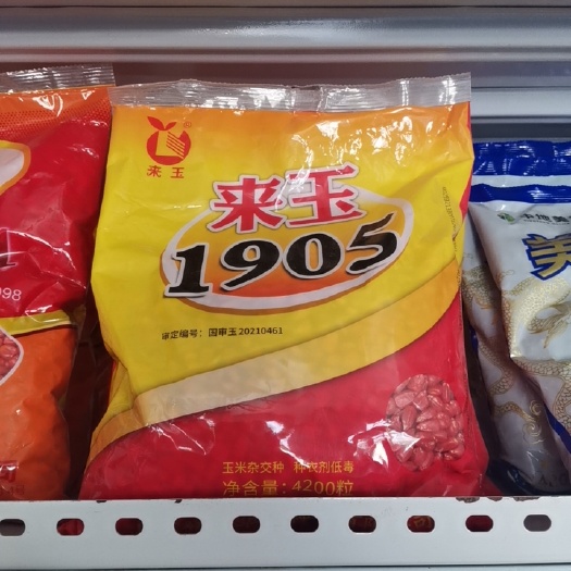 巨野县登海来玉1905，棒大品质好，抗病耐高温，容重高！