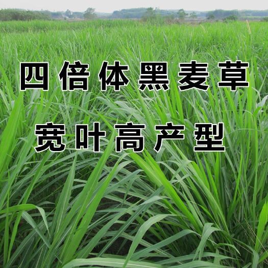 杭州黑麦草种子多年生耐寒牧草种子四季常青鸡鸭鹅猪牛羊鱼草种籽
