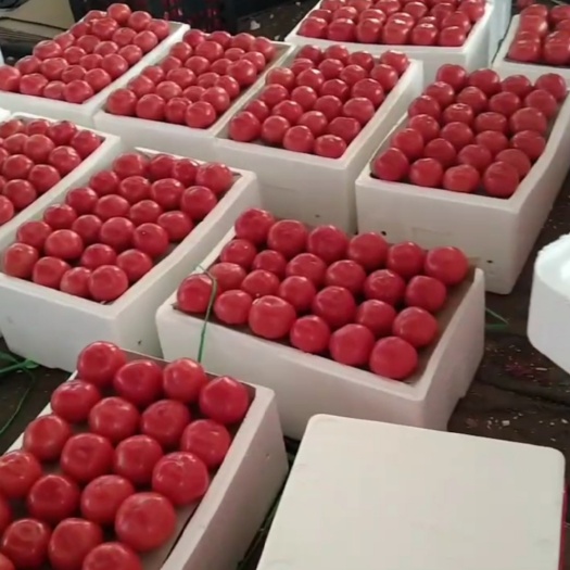 邯郸精品西红柿