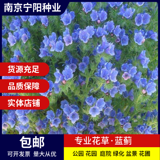 长沙蓝蓟种子庭院花园阳台花种盆栽露地播花境保健容易种开花密集