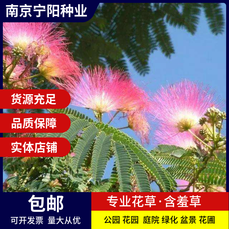 长沙含羞草种子阳台绿植春季花种子室内盆栽四季种易活桌面害羞草花子