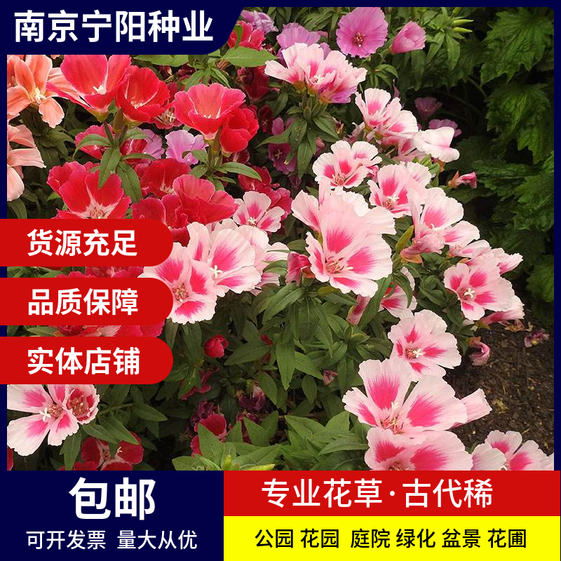 南京古代稀种子送春花四季播种室内阳台盆栽易种 春秋播妙植植物花籽
