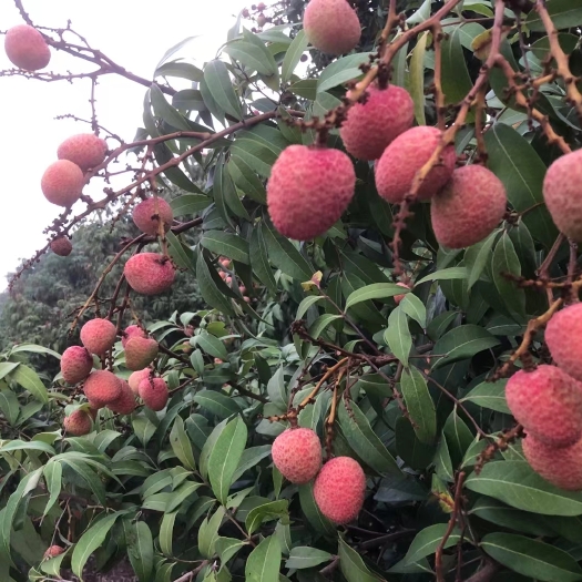 广州荔枝