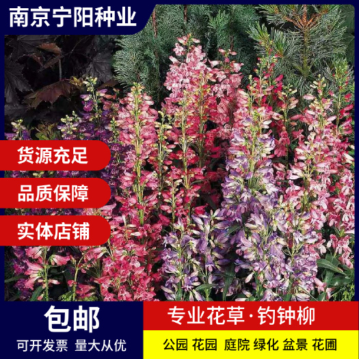 钓钟柳种子园林绿化中 花镜或绿岛栽植景观花籽象牙红吊钟柳种籽