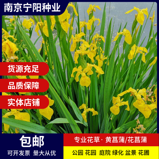 黄菖蒲种子水生鸢尾宿根水生花卉种子黄花鸢尾玉蝉花花菖蒲种子