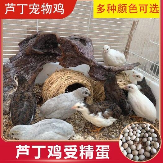 广元芦丁鸡种蛋芦丁鸡德系种蛋可孵化宠物小精灵包邮