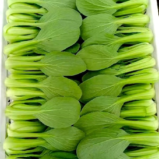 曹县精品上海青小青菜油菜飘儿白产地直发一手货源常年供应价格低质量