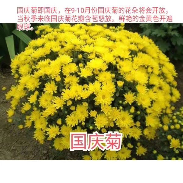 波斯菊