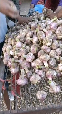 通许县红皮大蒜