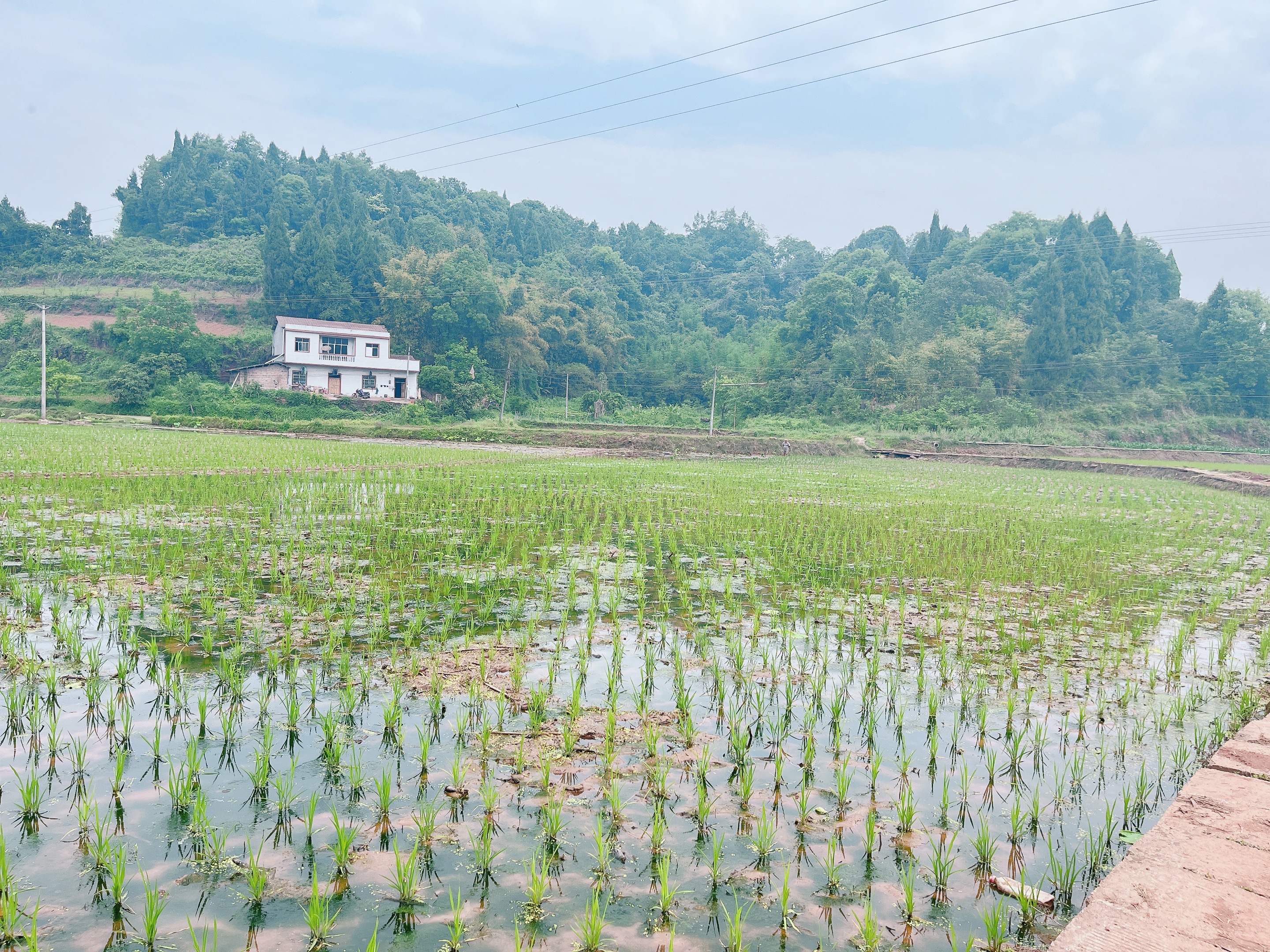 重庆市荣昌区300亩基本农田，水源丰富，交通便利